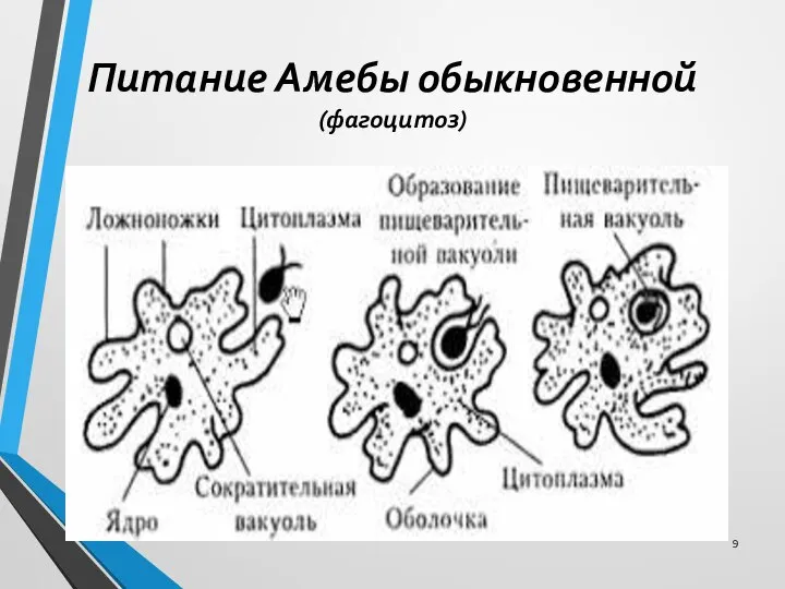 Питание Амебы обыкновенной (фагоцитоз)