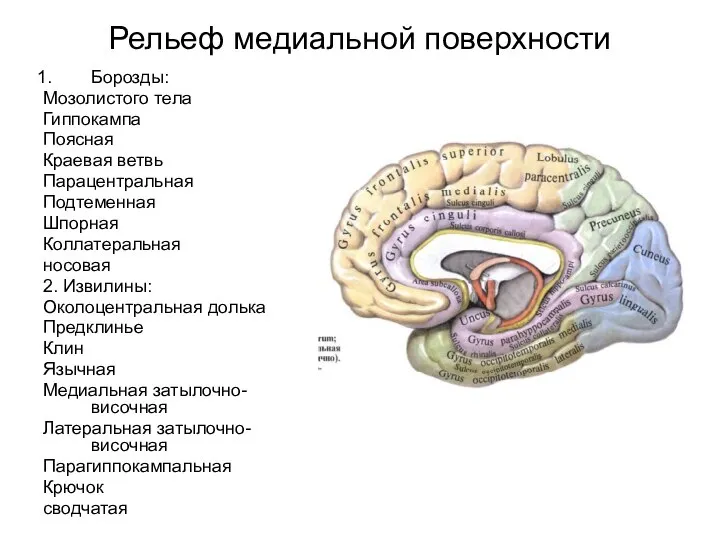Рельеф медиальной поверхности Борозды: Мозолистого тела Гиппокампа Поясная Краевая ветвь Парацентральная