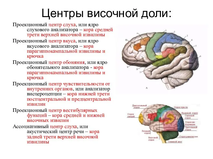 Центры височной доли: Проекционный центр слуха, или ядро слухового анализатора –