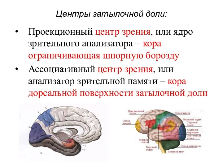 Центры затылочной доли: Проекционный центр зрения, или ядро зрительного анализатора –