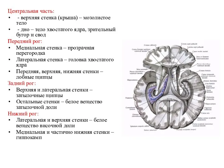 Центральная часть: - верхняя стенка (крыша) – мозолистое тело - дно