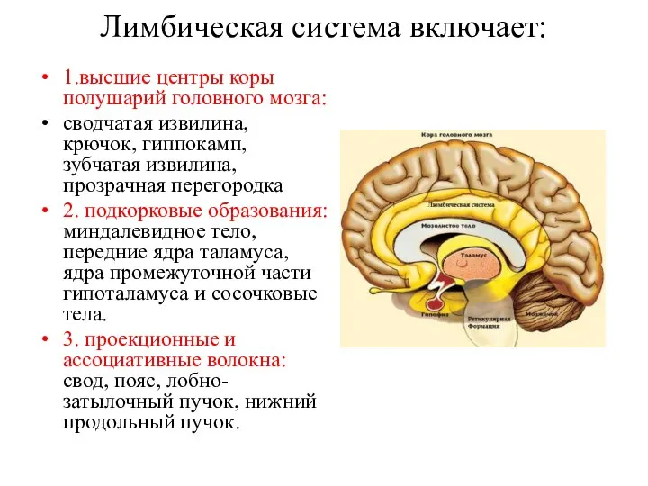 Лимбическая система включает: 1.высшие центры коры полушарий головного мозга: сводчатая извилина,