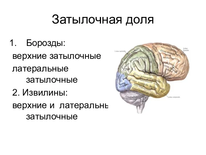 Затылочная доля Борозды: верхние затылочные латеральные затылочные 2. Извилины: верхние и латеральные затылочные