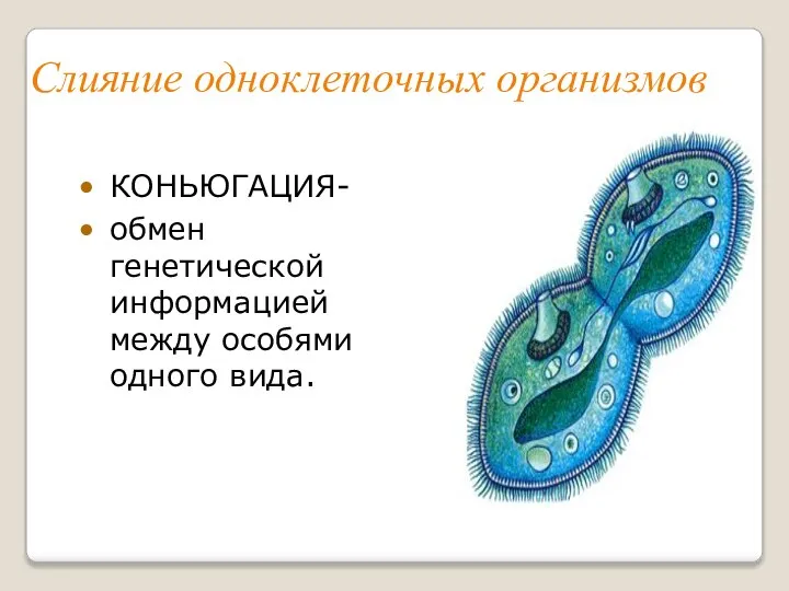 Слияние одноклеточных организмов КОНЬЮГАЦИЯ- обмен генетической информацией между особями одного вида.