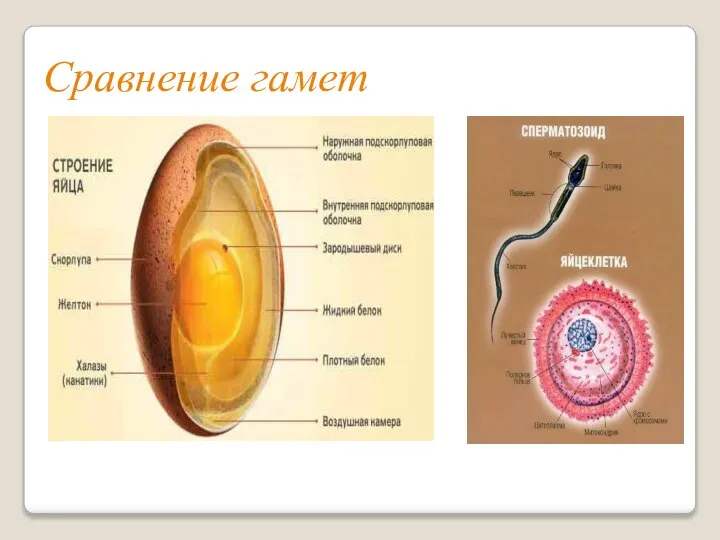 Сравнение гамет