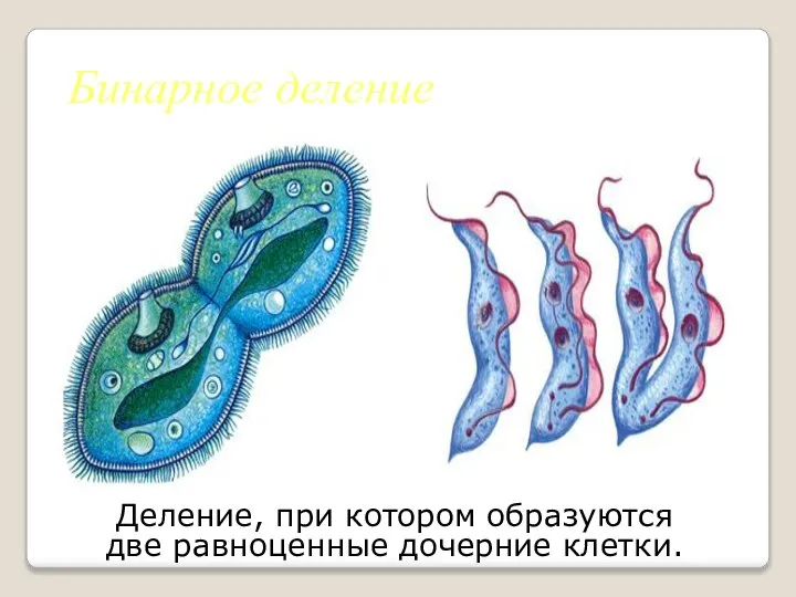 Бинарное деление Деление, при котором образуются две равноценные дочерние клетки.