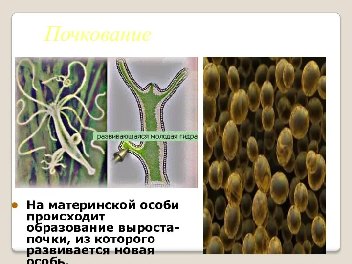 Почкование На материнской особи происходит образование выроста-почки, из которого развивается новая особь.