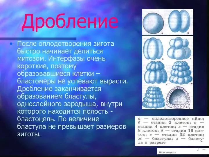 Дробление После оплодотворения зигота быстро начинает делиться митозом. Интерфазы очень короткие,