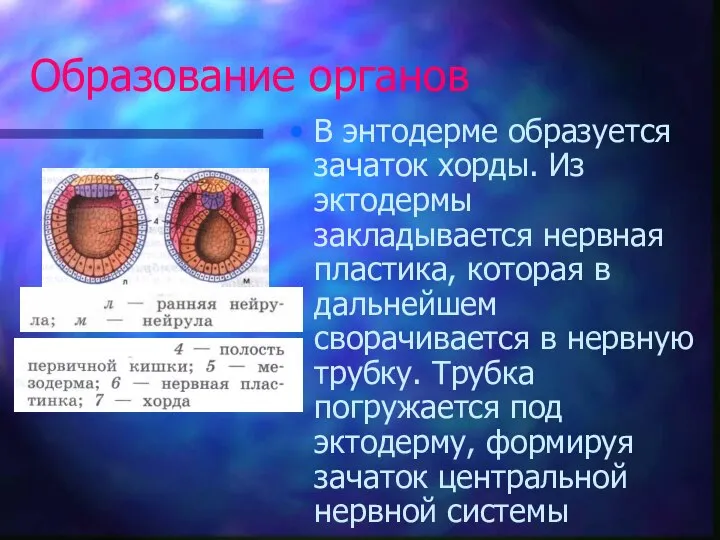 Образование органов В энтодерме образуется зачаток хорды. Из эктодермы закладывается нервная