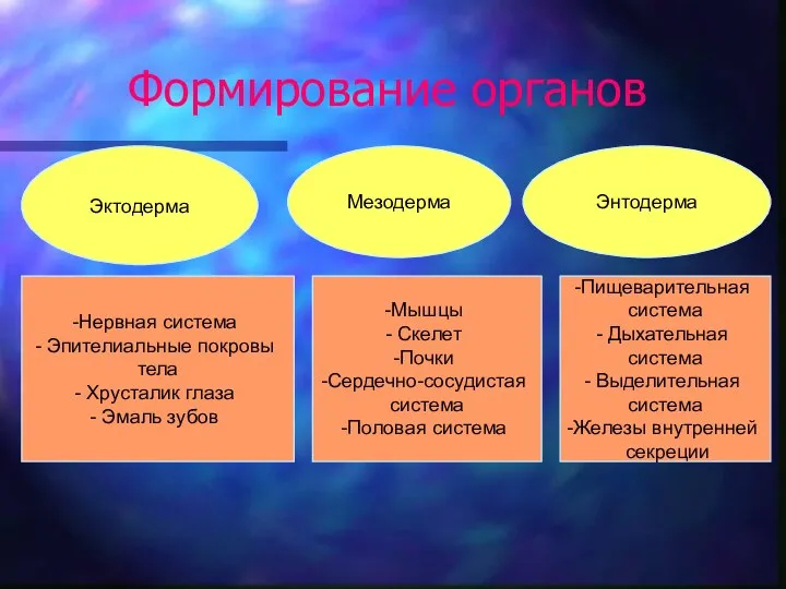 Формирование органов Эктодерма Мезодерма Энтодерма Нервная система Эпителиальные покровы тела Хрусталик