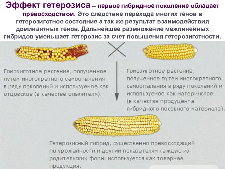 Эффект гетерозиса – первое гибридное поколение обладает превосходством. Это следствие перехода