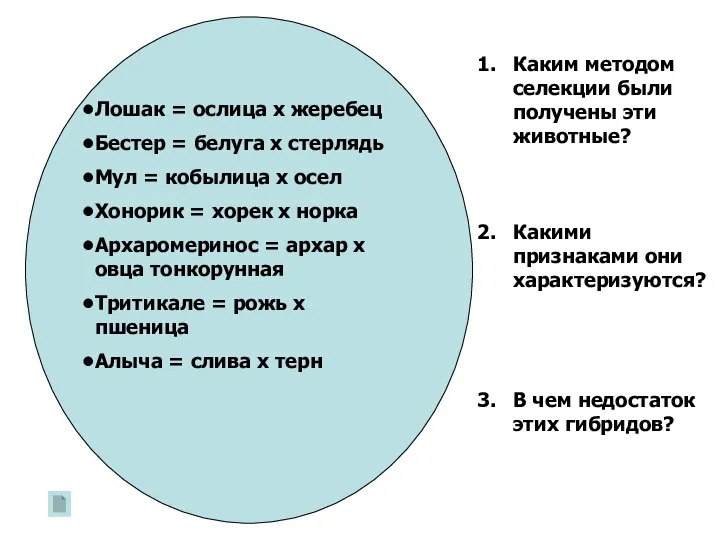 Лошак = ослица х жеребец Бестер = белуга х стерлядь Мул