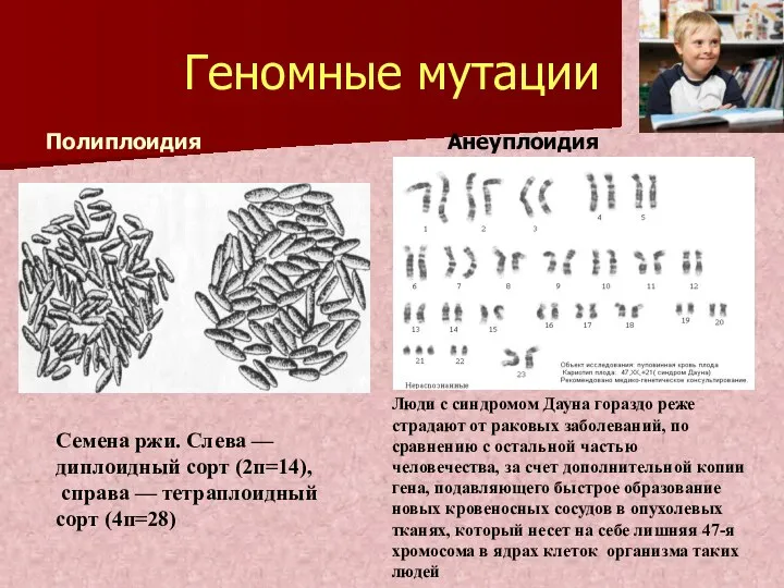 Геномные мутации Полиплоидия Анеуплоидия Семена ржи. Слева — диплоидный сорт (2п=14),