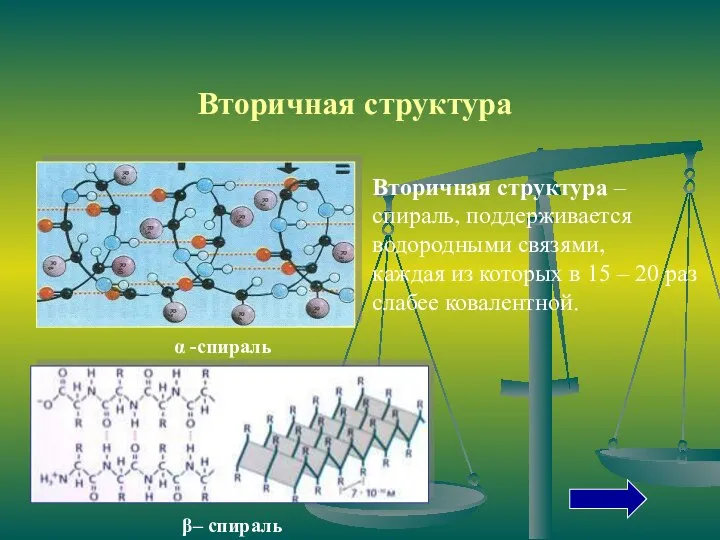 Вторичная структура – спираль, поддерживается водородными связями, каждая из которых в