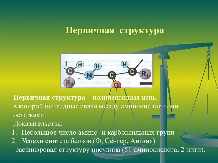 Первичная структура Первичная структура – полипептидная цепь, в которой пептидные связи