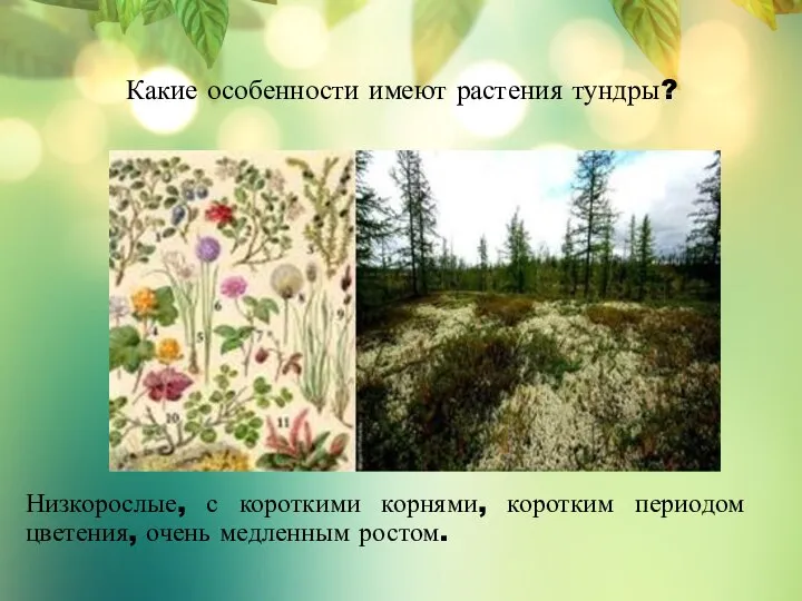 Какие особенности имеют растения тундры? Низкорослые, с короткими корнями, коротким периодом цветения, очень медленным ростом.