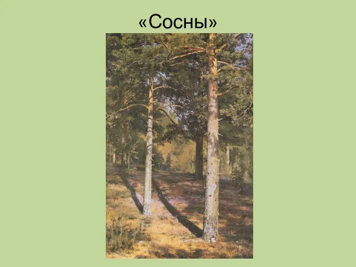 «Сосны»