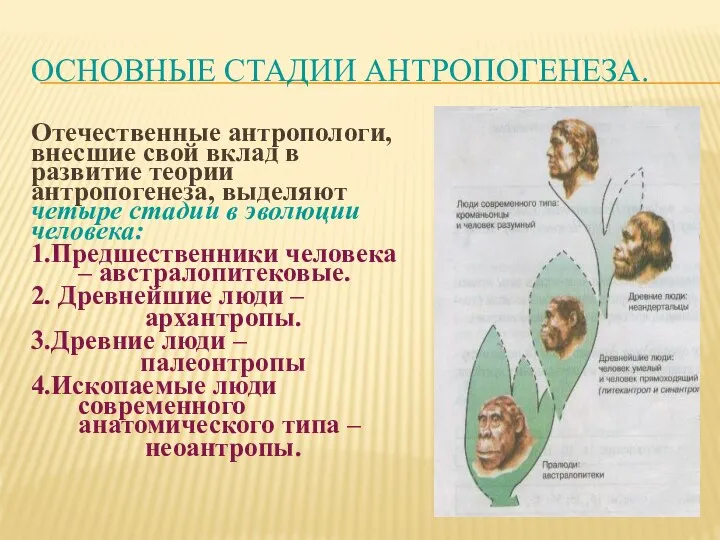 ОСНОВНЫЕ СТАДИИ АНТРОПОГЕНЕЗА. Отечественные антропологи, внесшие свой вклад в развитие теории