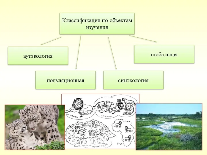 Классификация по объектам изучения аутэкология популяционная синэкология глобальная