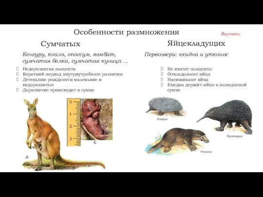 Особенности размножения Выучить. Сумчатых Яйцекладущих Первозвери: ехидна и утконос Кенгуру, коала,