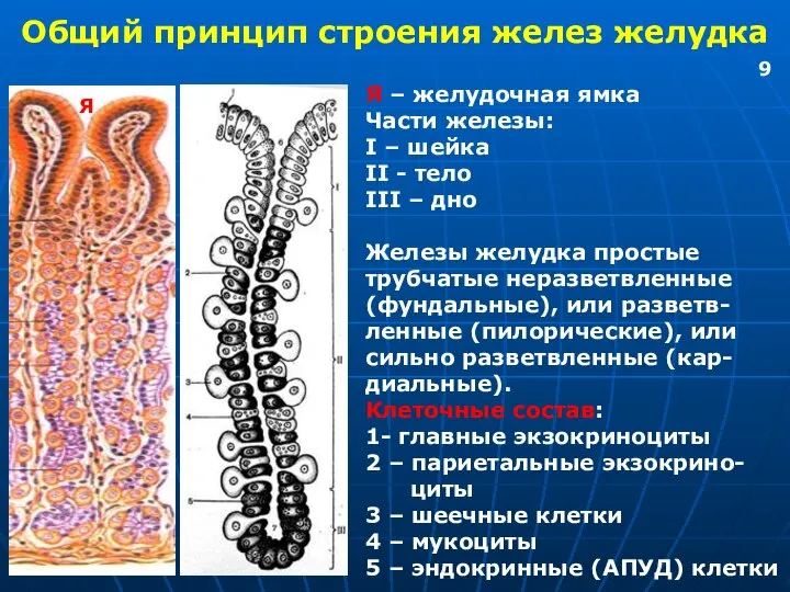 Общий принцип строения желез желудка Я Я – желудочная ямка Части