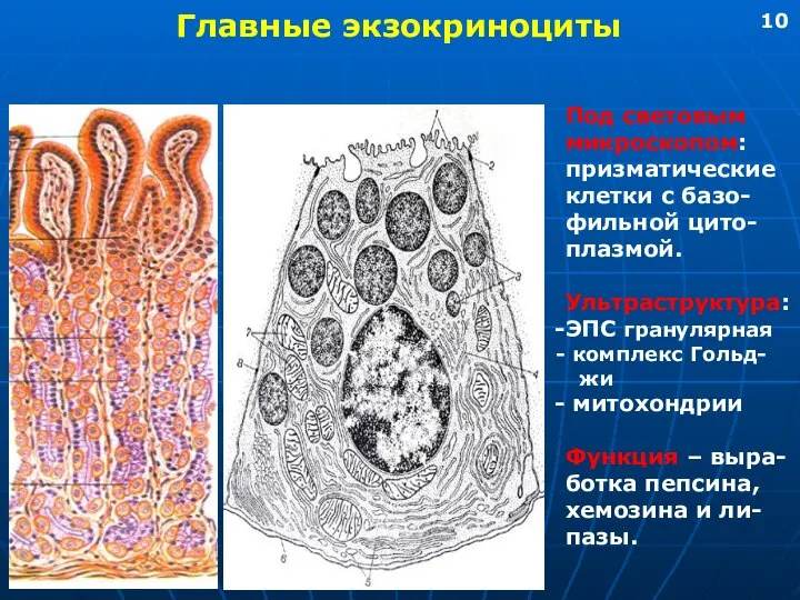 Главные экзокриноциты Под световым микроскопом: призматические клетки с базо- фильной цито-