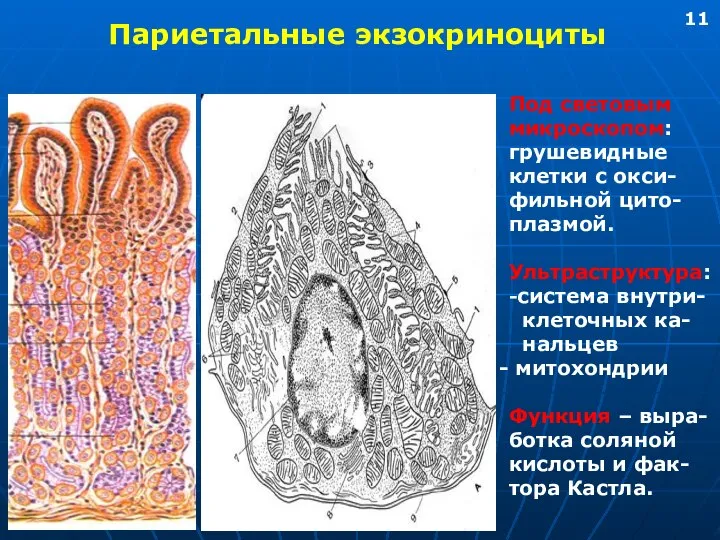 Париетальные экзокриноциты Под световым микроскопом: грушевидные клетки с окси- фильной цито-