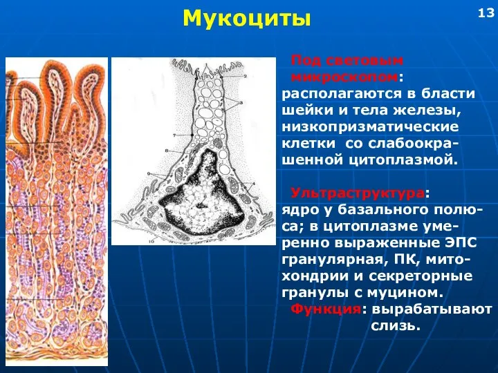 Мукоциты Под световым микроскопом: располагаются в бласти шейки и тела железы,