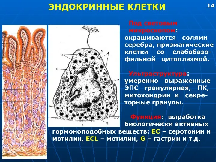 ЭНДОКРИННЫЕ КЛЕТКИ Под световым микроскопом: окрашиваются солями серебра, призматические клетки со