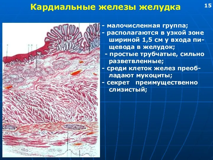 Кардиальные железы желудка малочисленная группа; располагаются в узкой зоне шириной 1,5