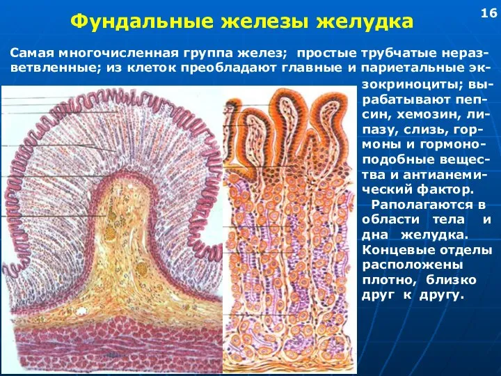 Фундальные железы желудка Самая многочисленная группа желез; простые трубчатые нераз- ветвленные;