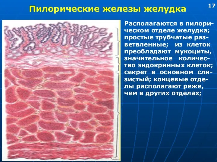 Пилорические железы желудка Располагаются в пилори- ческом отделе желудка; простые трубчатые