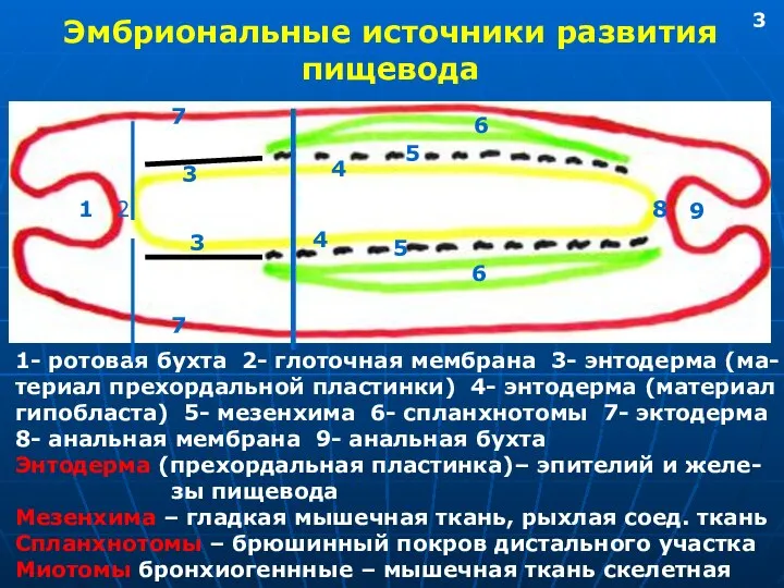 Эмбриональные источники развития пищевода 1 2 3 4 5 6 7