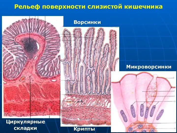 Рельеф поверхности слизистой кишечника Циркулярные складки Ворсинки Крипты Микроворсинки