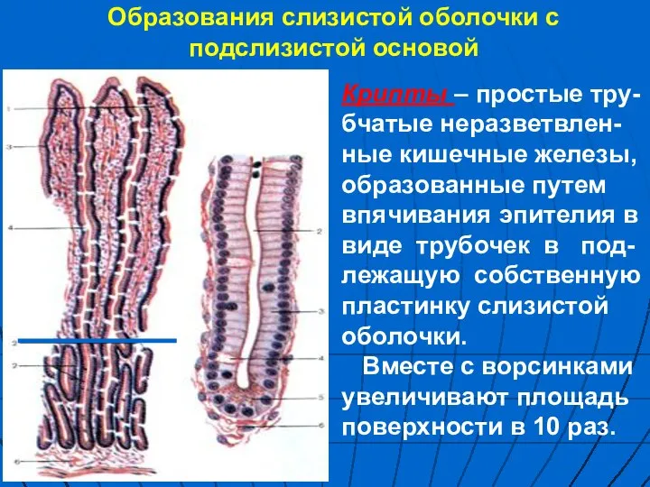 Образования слизистой оболочки с подслизистой основой Крипты – простые тру-бчатые неразветвлен-ные