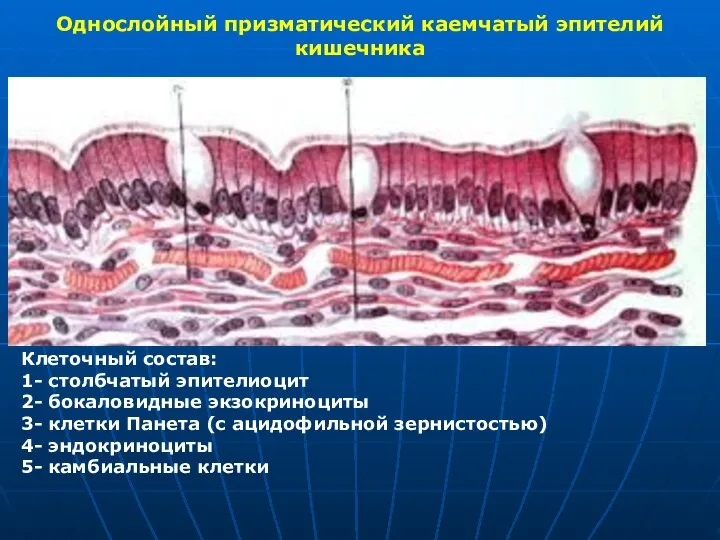 Однослойный призматический каемчатый эпителий кишечника Клеточный состав: 1- столбчатый эпителиоцит 2-