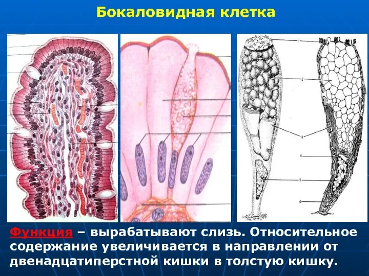 Бокаловидная клетка Функция – вырабатывают слизь. Относительное содержание увеличивается в направлении