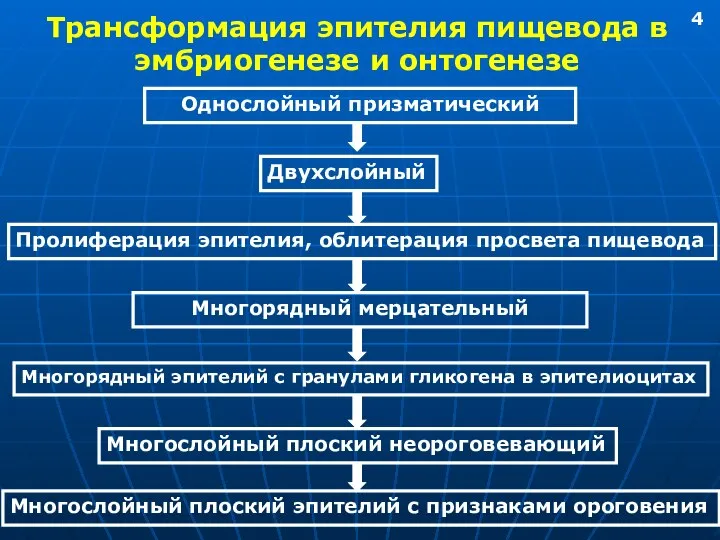 Трансформация эпителия пищевода в эмбриогенезе и онтогенезе Однослойный призматический Двухслойный Пролиферация