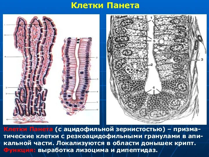 Клетки Панета Клетки Панета (с ацидофильной зернистостью) – призма-тические клетки с