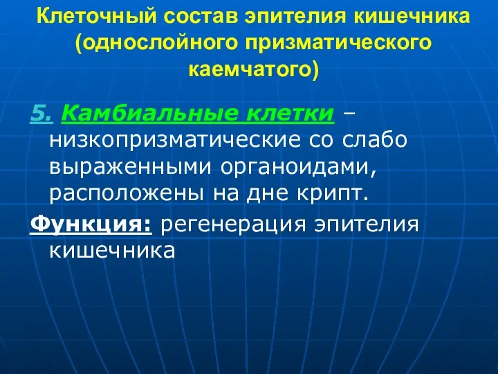 Клеточный состав эпителия кишечника (однослойного призматического каемчатого) 5. Камбиальные клетки –