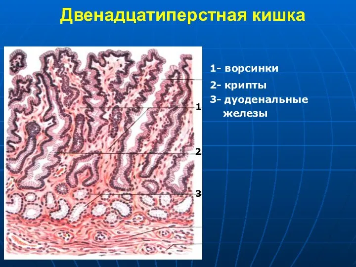 Двенадцатиперстная кишка 3 1 2 1- ворсинки 2- крипты 3- дуоденальные железы