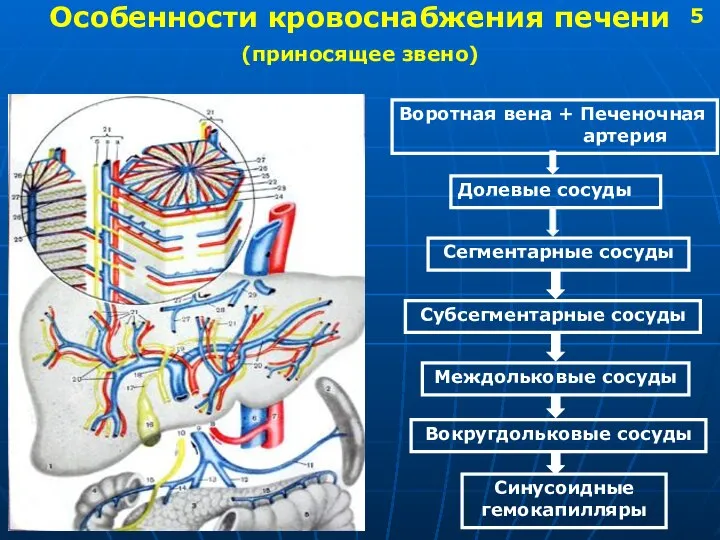 Особенности кровоснабжения печени (приносящее звено) Воротная вена + Печеночная артерия Долевые