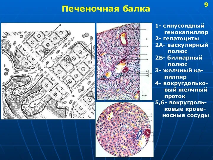 Печеночная балка 1- синусоидный гемокапилляр 2- гепатоциты 2А- васкулярный полюс 2Б-