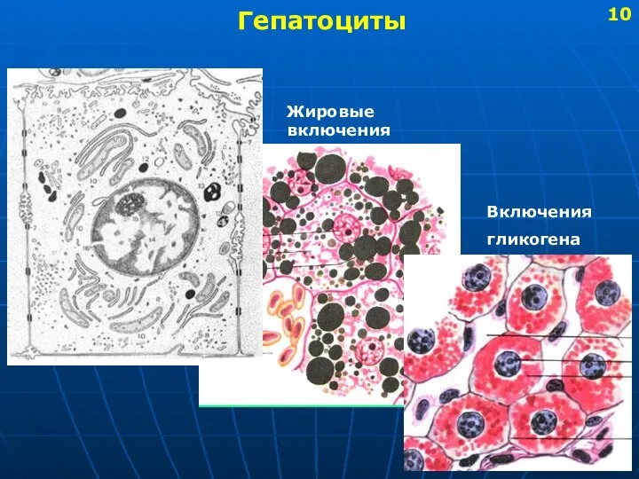 Гепатоциты Жировые включения Включения гликогена 10