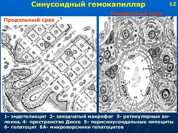 Синусоидный гемокапилляр Продольный срез Поперечный срез 1- эндотелиоцит 2- звездчатый макрофаг