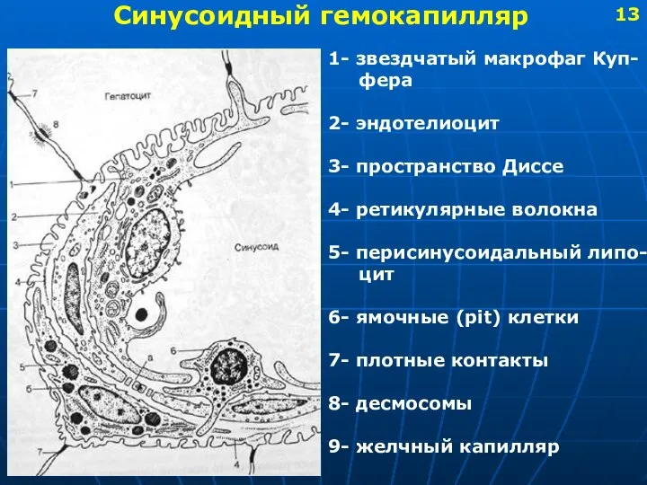 Синусоидный гемокапилляр 1- звездчатый макрофаг Куп- фера 2- эндотелиоцит 3- пространство