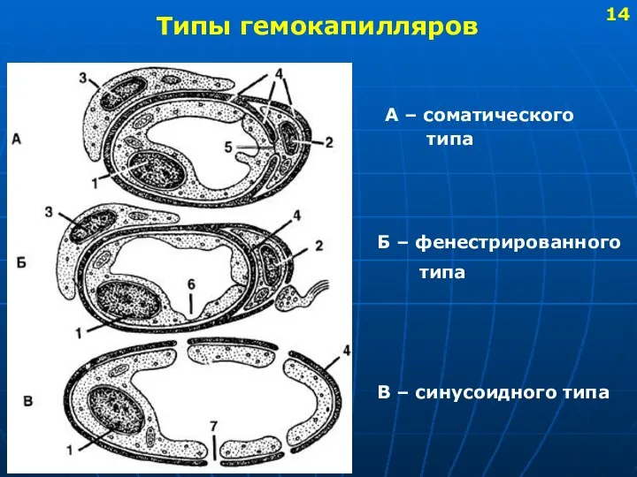 Типы гемокапилляров А – соматического типа Б – фенестрированного типа В – синусоидного типа 14