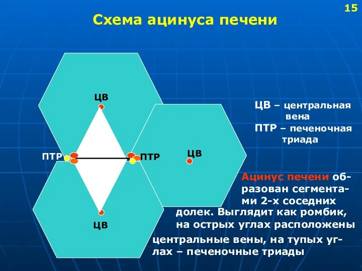 Схема ацинуса печени ПТР ЦВ ЦВ ЦВ ЦВ – центральная вена