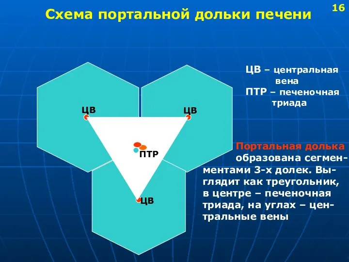 Схема портальной дольки печени ПТР ЦВ ЦВ ЦВ ЦВ – центральная