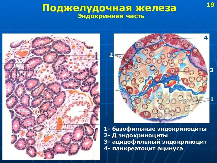 Поджелудочная железа Эндокринная часть 1 2 4 3 1- базофильные эндокриноциты